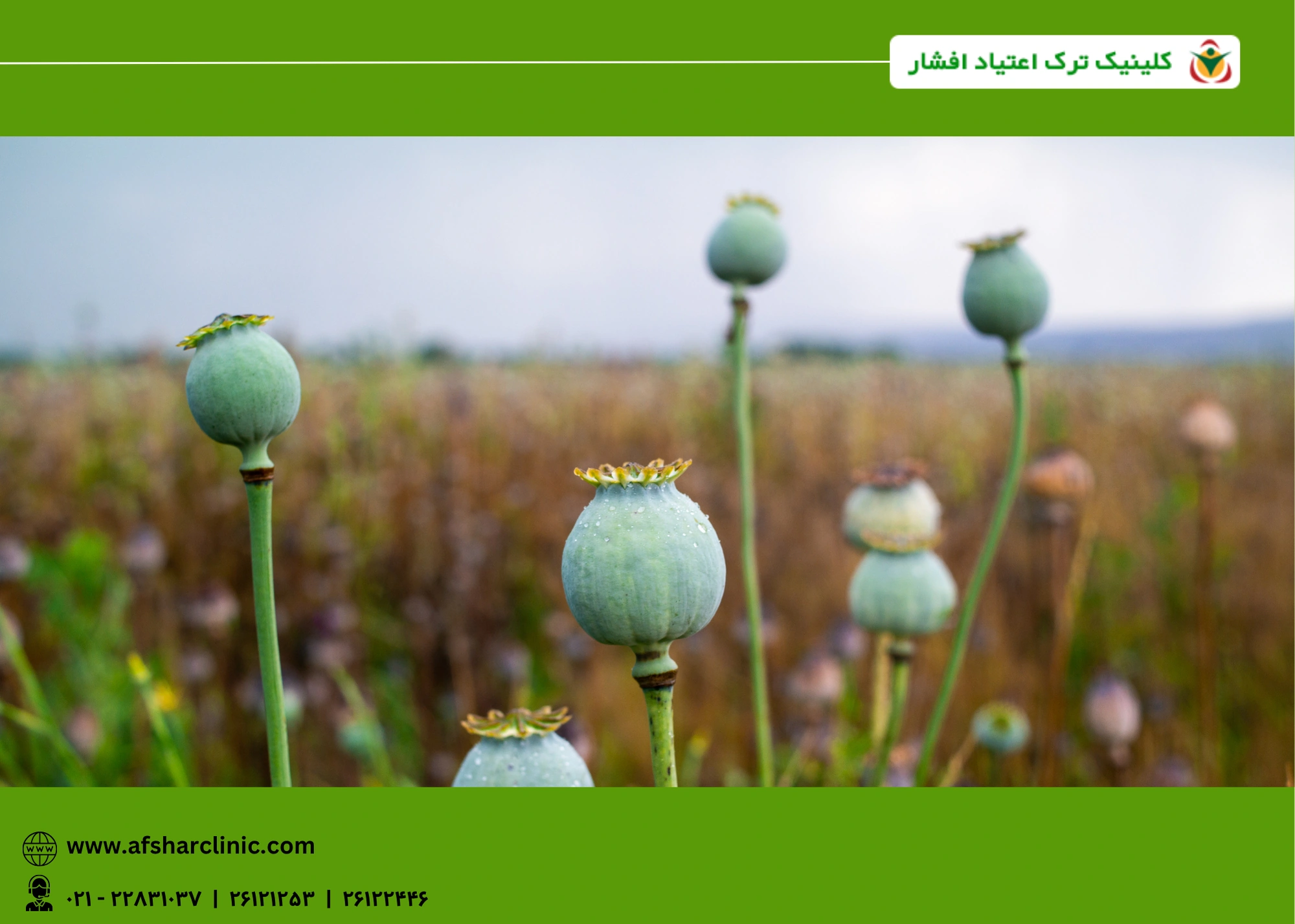 عوارض مصرف تریاک و شیره بر بدن
