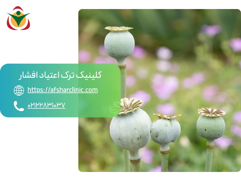 شیره چیست؟