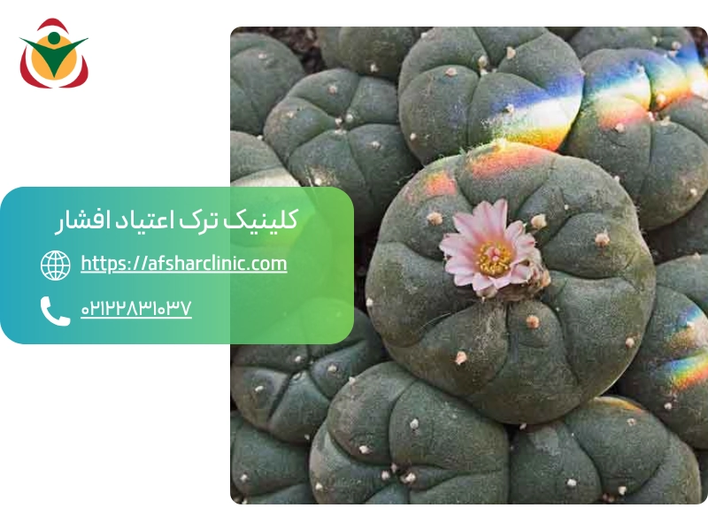 ماده مخدر مسکالین چیست