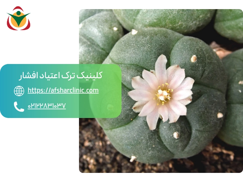 نحوه مصرف مسکالین