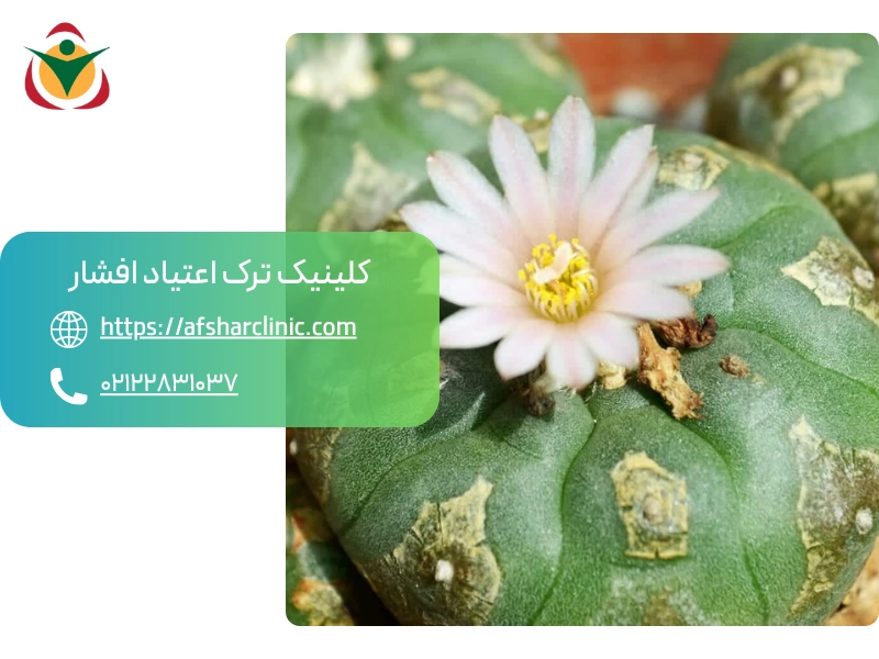 مراحل ترک مسکالین